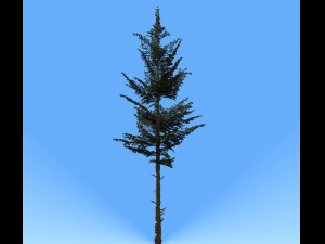 conifer tree 001 3D Модель