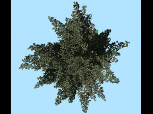 conifer tree 001 3D Модель