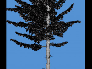 conifer tree 001 3D Модель