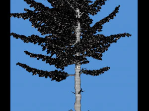 conif&egrave;re 001 Modèle 3D