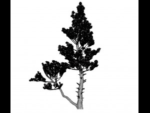 conifer tree 002 3Dモデル