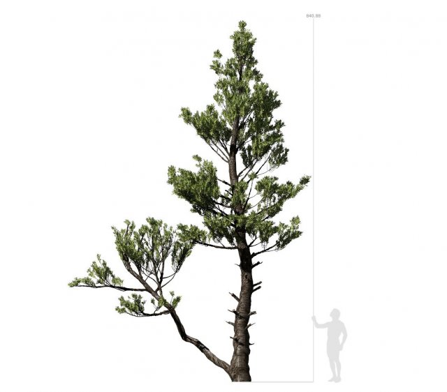 conifer tree 002 3Dモデル .c4d .max .obj .3ds .fbx .stl .blend 