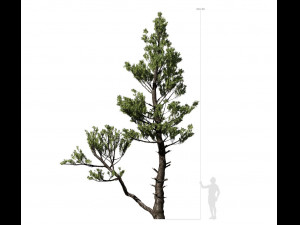 conifer tree 002 3D Model