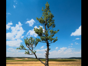 conifer tree 002 3Dモデル