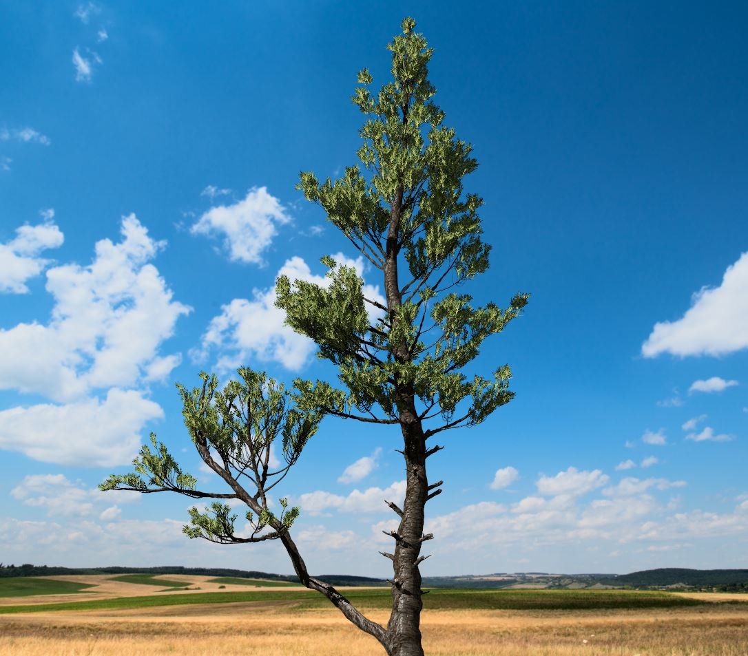 3d two trees. Дерево low poly. Дерево 3д модель для печати. Кривые сосны ольхоне. 3d two trees.