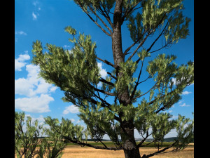 conifer tree 002 3Dモデル