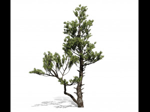 conifer tree 002 3Dモデル