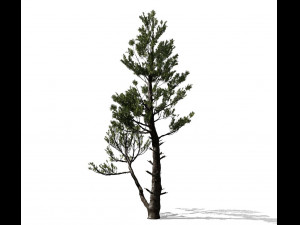 conifer tree 002 3Dモデル
