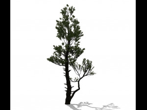 conifer tree 002 3Dモデル