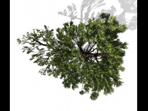 conifer tree 002 3Dモデル