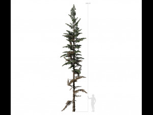 conifer tree 003 3D Model