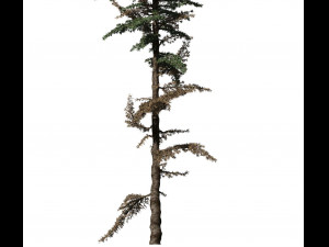 conifer tree 003 3Dモデル