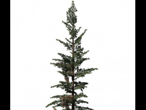 conifer tree 003 3Dモデル