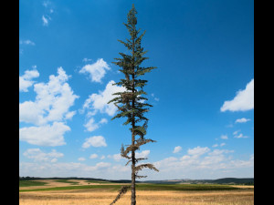 conifer tree 003 3Dモデル
