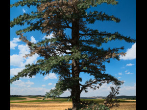 conifer tree 003 3Dモデル