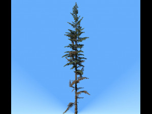 conifer tree 003 3Dモデル