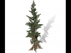 conifer tree 003 3Dモデル