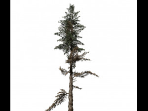 conifer tree 003 3Dモデル