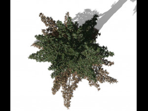 conifer tree 003 3Dモデル