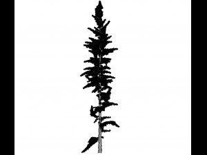 conifer tree 003 3Dモデル
