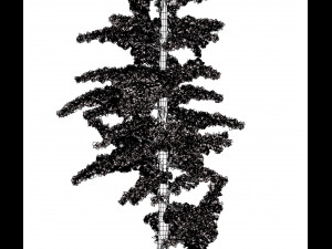 conifer tree 003 3Dモデル