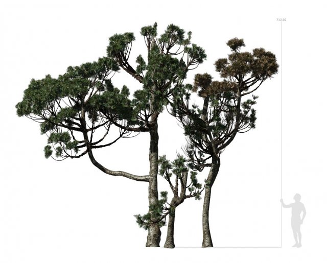 conifer tree 004 3D मॉडल .c4d .max .obj .3ds .fbx .stl .blend 