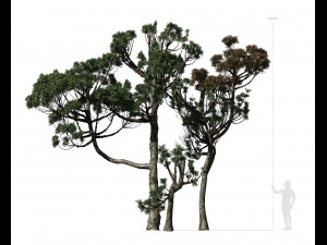 conifer tree 004 3D Model