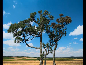 &aacute;rvore con&iacute;fera 004 Modelo 3D