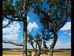 conifer tree 004 3D मॉडल