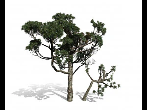 &aacute;rvore con&iacute;fera 004 Modelo 3D