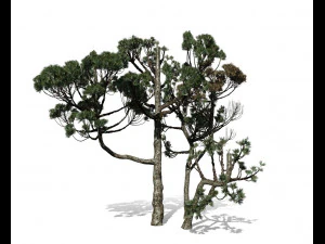 &aacute;rvore con&iacute;fera 004 Modelo 3D