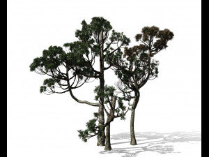 conifer tree 004 3D मॉडल