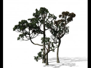 &aacute;rvore con&iacute;fera 004 Modelo 3D