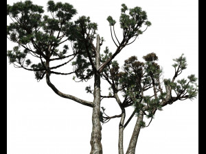 conifer tree 004 3D मॉडल
