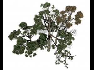 conifer tree 004 3D मॉडल