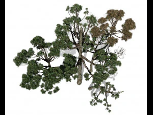 &aacute;rvore con&iacute;fera 004 Modelo 3D