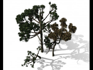 conifer tree 004 3D मॉडल