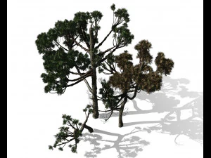 &aacute;rvore con&iacute;fera 004 Modelo 3D