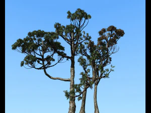 &aacute;rvore con&iacute;fera 004 Modelo 3D