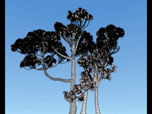 &aacute;rvore con&iacute;fera 004 Modelo 3D