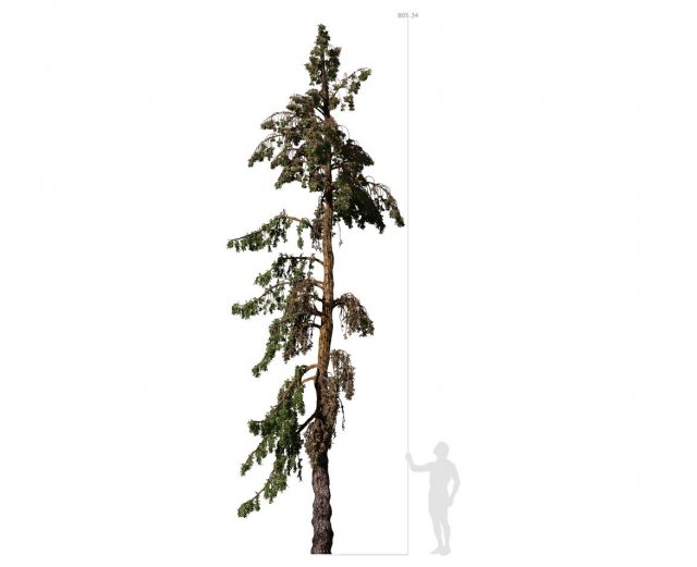 conifer tree 005 3D Model .c4d .max .obj .3ds .fbx .stl .blend 