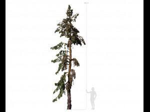 conifer tree 005 3D Model