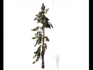 &aacute;rvore con&iacute;fera 005 Modelo 3D