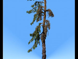 conifer tree 005 3D Model