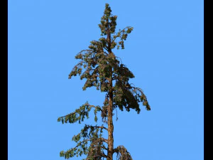 conifer tree 005 3D Model