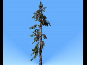 conifer tree 005 3D Model