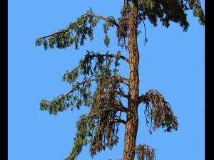 conifer tree 005 3D Model