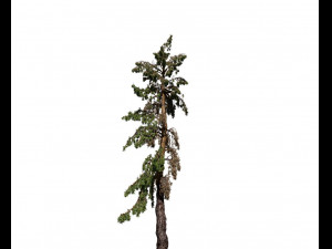 conifer tree 005 3D Model