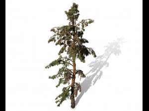 conifer tree 005 3D Model