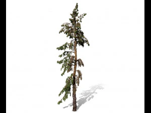 conifer tree 005 3D Model